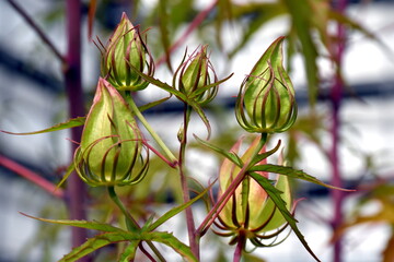 Knospen eines Chinesischen Roseneibischs © christiane65