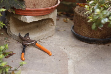 tools in a garden