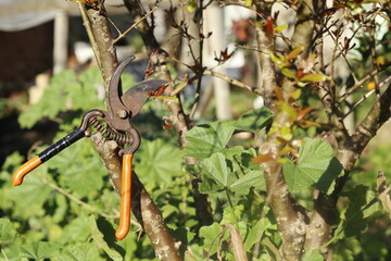 pruning the tree