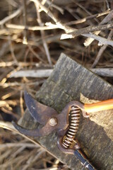 Pruning shears 