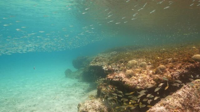 Super Slow Motion: Seascape with School of juvenile Fish in the Caribbean Sea, Curacao