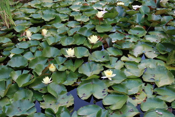 Yellow water lilies on the water