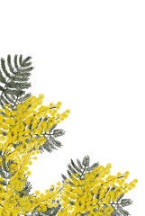 Mimosa yellow spring flowers watercolor with transparent background