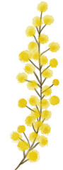 Mimosa yellow spring flowers watercolor with transparent background