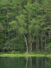 Obraz premium 新緑の湖畔の風景 長野県御射鹿池 7月