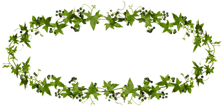 Ivy with green berries isolated on white background, oval frame.