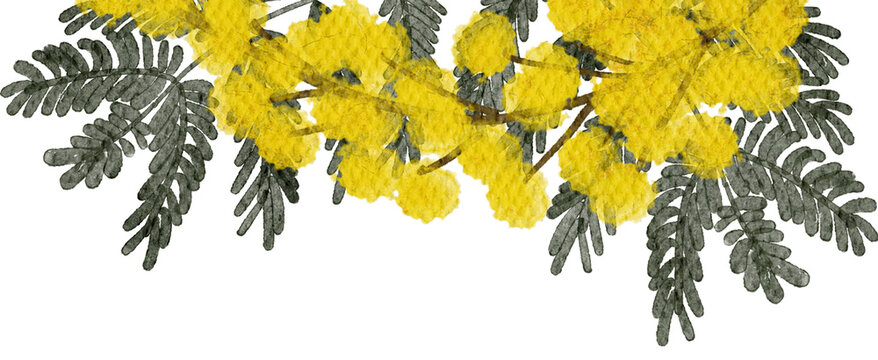 Mimosa Yellow Spring Flowers Watercolor With Transparent Background