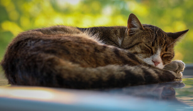 sleeping cat in the garden with bokeh