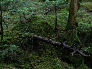 北八ヶ岳白駒の池　苔の森