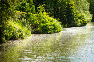 Pollen drifting on the surface of the river Lea