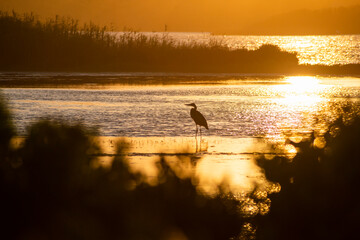 Great Blue Heron in Crackatuxet Cove