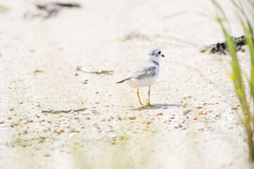 Piping Plover at Wasque