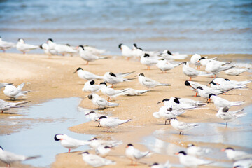 Terns at Wasque