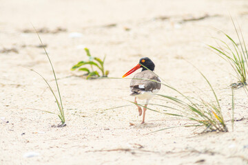 Oystercatchers at Wasque