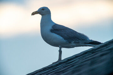 Seagull on roof