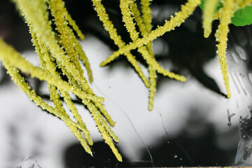 The wedding ceremony area in the background of nature, decorated with compositions of flowers and greenery on black plastic. 