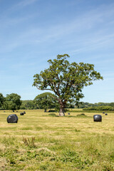 Oak trees and straw bales in a summertime field.