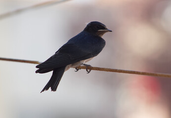 Swallow  on a branch