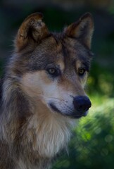 Portrait of a wolf