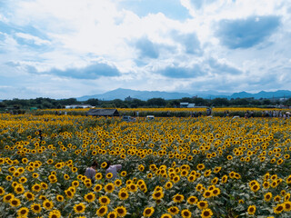 一面のヒマワリ