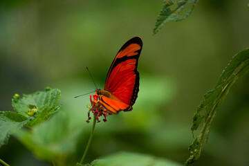 butterfly on a flower