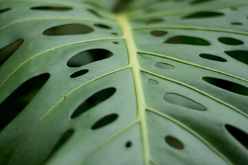 green leaf texture