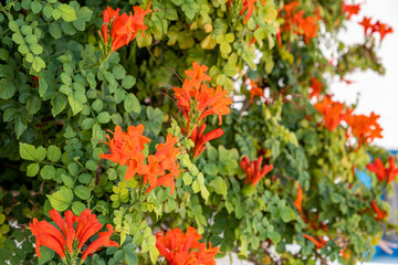 Naklejka premium Tecoma Capensis, Cape Honeysuckle flowering plant with bright orange red flower. Blur background.