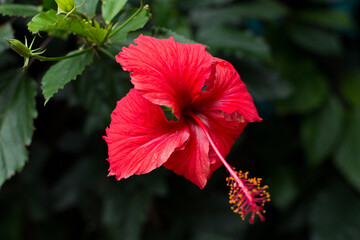 red hibiscus flower