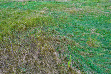Green juicy grass on a pasture lawn at sunny summer day.