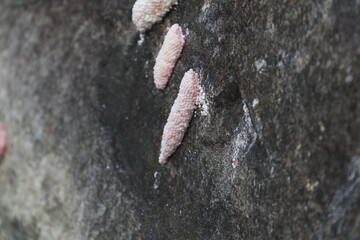 Eggs of Common Apple Snail