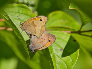 Schmetterlingshochzeit