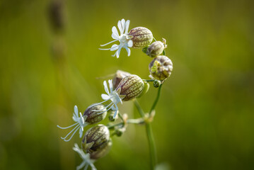 Close up of bladder campion in a fields by the sea