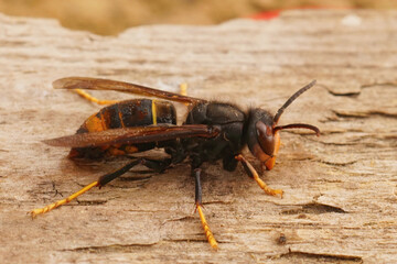 Closeup on a worker Asian hornet , Vespa veluatina an invasive species and threat to the European honeybee cultures - obrazy, fototapety, plakaty