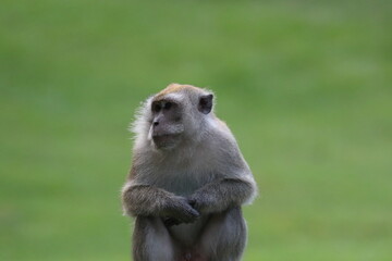 portrait of a macaque