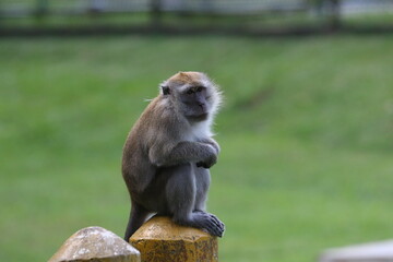 Long-tailed Macaque