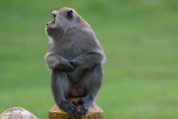 Long-tailed Macaque