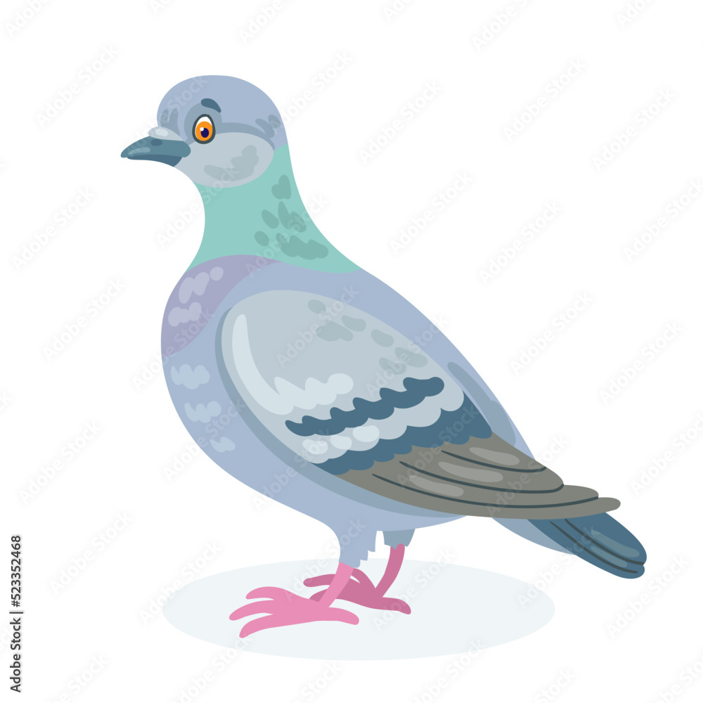 Wall mural Funny gray pigeon. In cartoon style. Isolated on white background. Vector flat illustration. 