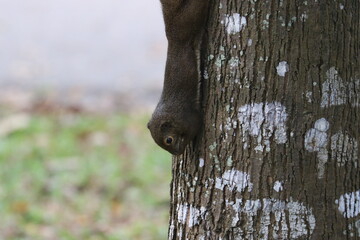 Plaintain Squirrel