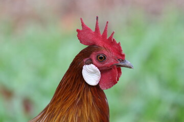 Red Junglefowl, Chicken