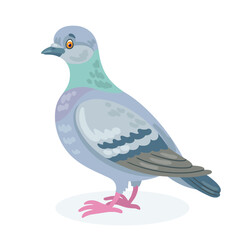 Funny gray pigeon. In cartoon style. Isolated on white background. Vector flat illustration. 