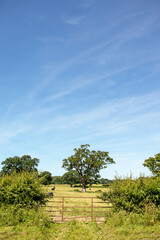 Fototapeta premium Old oak trees and straw bales in a summertime field.