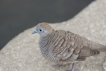 Zebra Dove