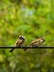 gereja eurasia on the cable