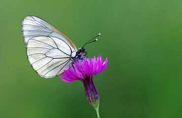 Aporia crataegi, the black-veined white, is a large butterfly of the family Pieridae.