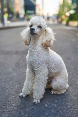 White miniature poodle pedigree dog standing on the asphalt road and posing to the camera