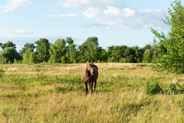 Fototapeta na wymiar beautiful horse in the field on a sunny summer day