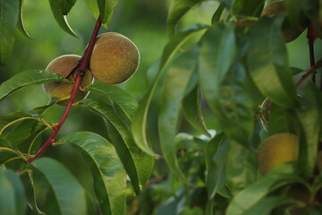 Peaches on the tree in the orchard