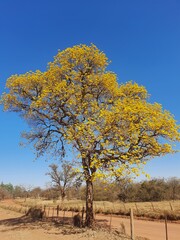 Obraz premium Yellow ipe tree (Tabebuia chrysotricha) in rural area