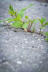 The power of growth. Sprouted sprout through the asphalt.