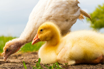 Gosling. Poultry farm for breeding geese. Little goose chicks in the grass.